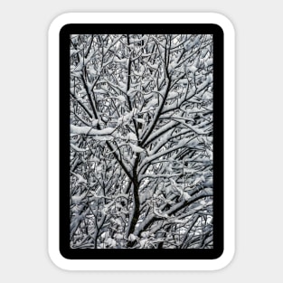 Snow Covered Winter Tree Branches Sticker